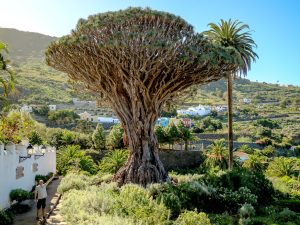 Drago Milenario en Icod de los Vinos ruta norte Tenerife en taxi